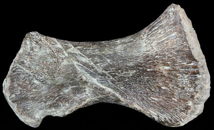 Mosasaur (Clidastes) Ulna With Shark Tooth Marks! #49333